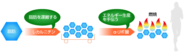 α-リポ酸＆L-カルニチン　ADVANCED FORMULA