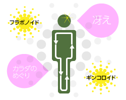 イチョウ葉&緑茶ポリフェノール
